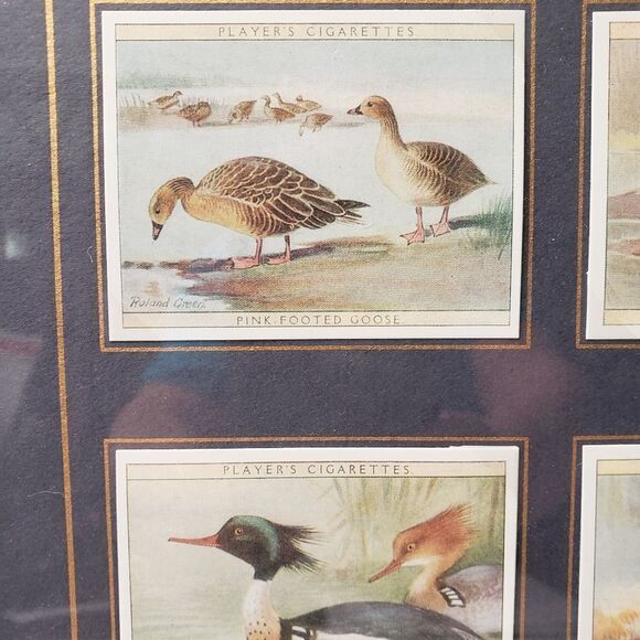 Players Cigarette Cards Game Birds & Water Fowl - Picture 6 of 11
